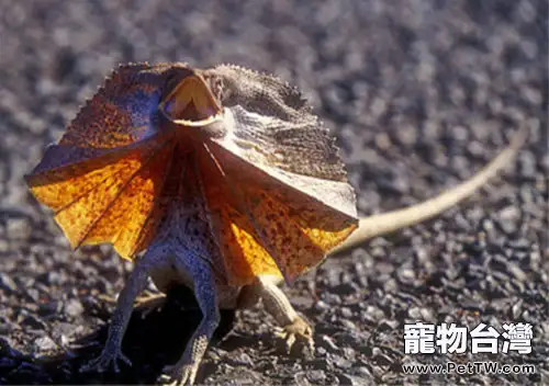 飼養傘蜥前的思考