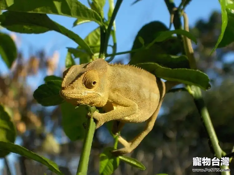 變色龍的飼養全攻略