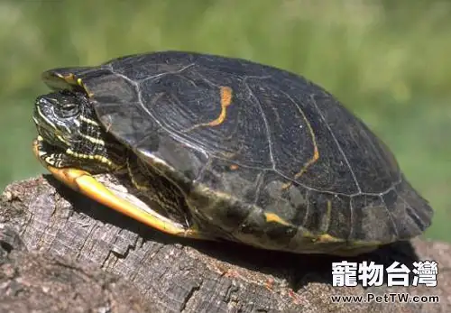 如何管理越冬期的觀賞龜