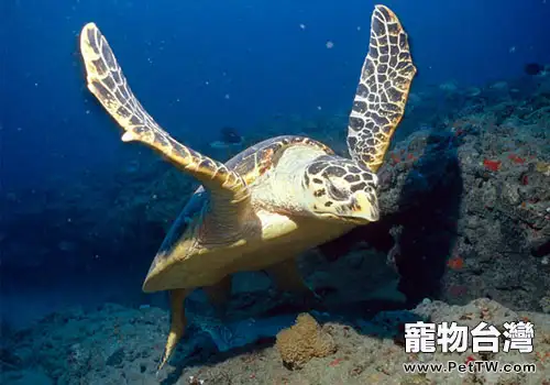 觀賞龜養護之玳瑁