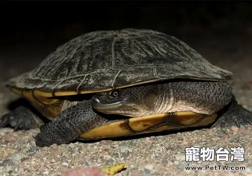 觀賞龜養護之坎氏長頸龜