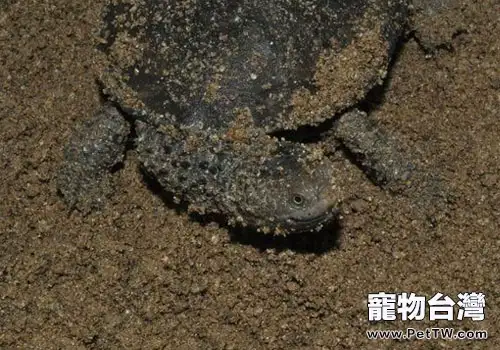 觀賞龜養護之蛇頸刺龜