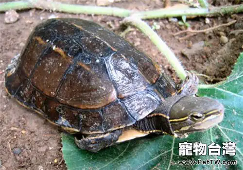 觀賞龜養護之雲南閉殼龜