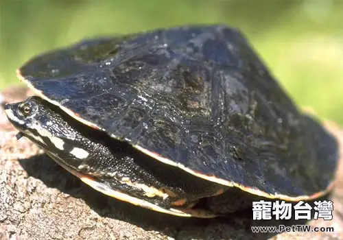 觀賞龜養護之花面蟾龜