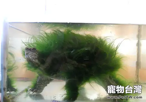 動物與植物的完美結合——綠毛龜