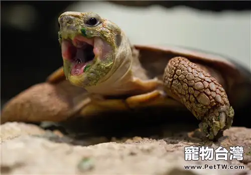 常見陸龜飼養溫濕度及飼養難度一覽