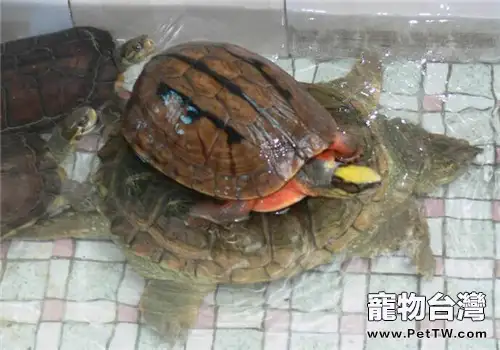 淺談水龜入門飼養