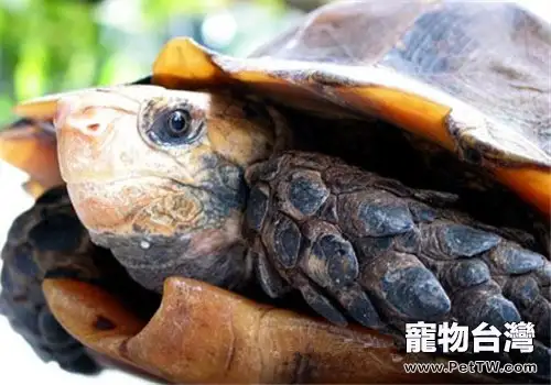 寫給初養陸龜者