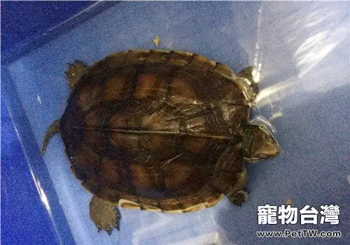 不要跟商人討教養龜的方法