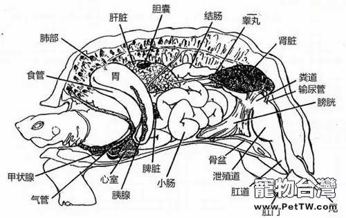 龜呼吸方式的詳細介紹