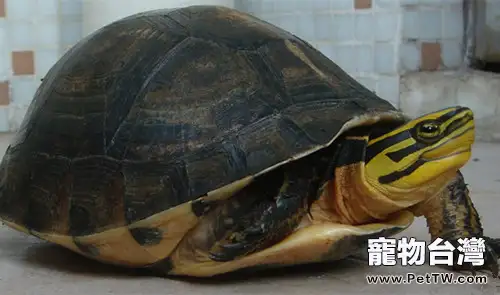 安布閉殼龜飼養注意事項