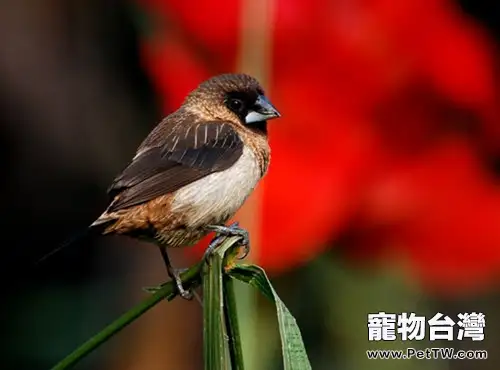 白腰文鳥的餵食要點