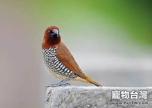 斑文鳥的餵食要點