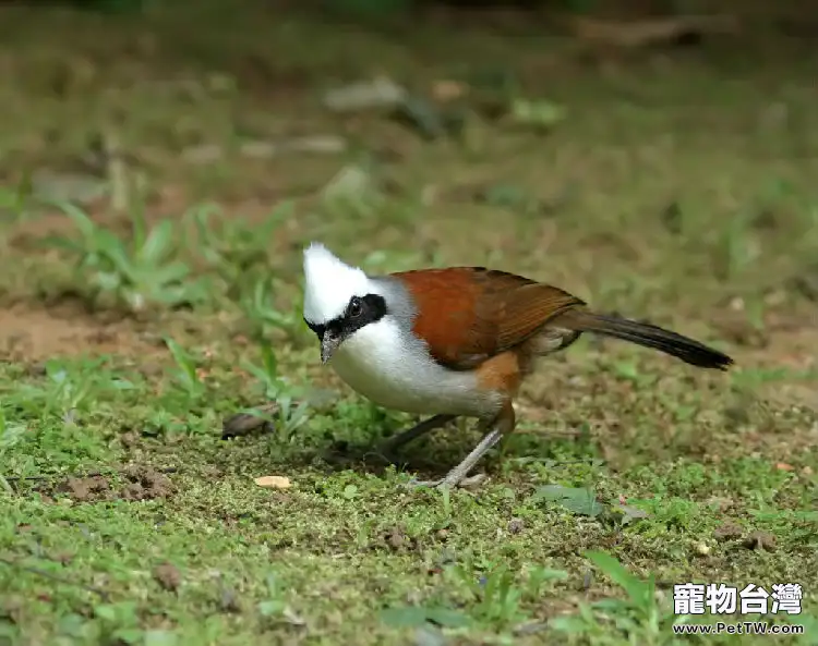 白冠噪眉的飼養要點