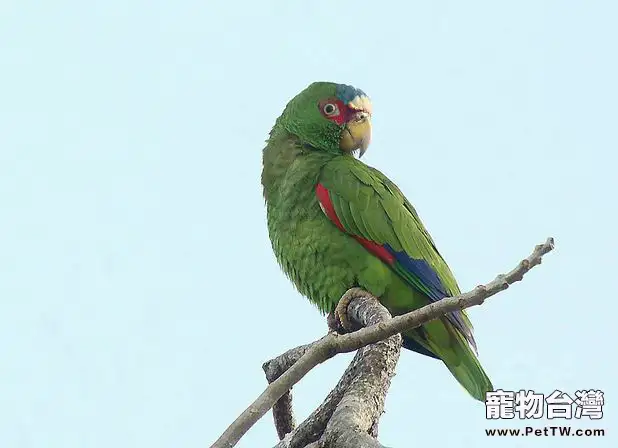 白頂亞馬遜鸚鵡的餵食要求