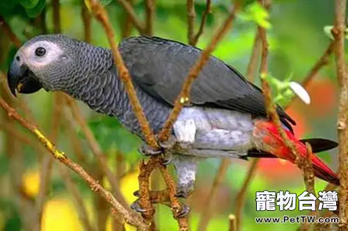 巴塔哥尼亞錐尾鸚鵡的飼養要點