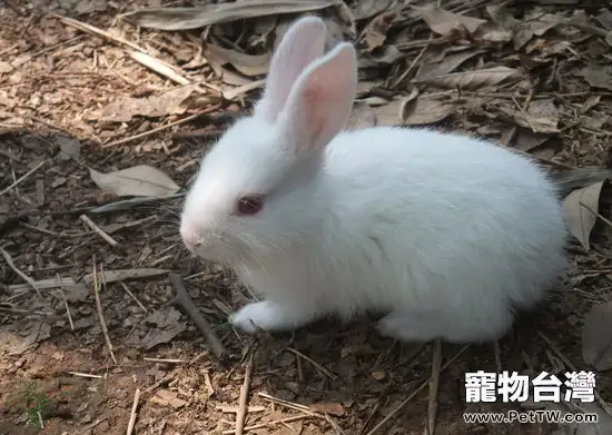 家裡的兔子為什麼會跺腳