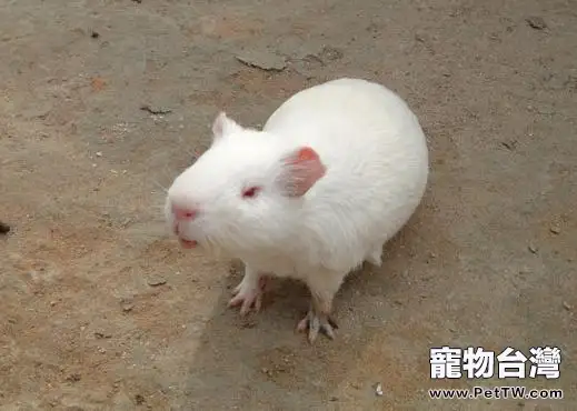 白色鳳冠天竺鼠的飼養要點