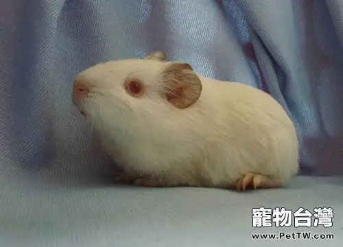 飼養白色鳳冠天竺鼠的墊料選擇