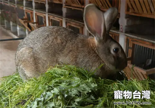 比利時兔的餵食要點