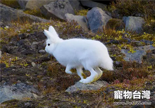 北極兔的品種簡介