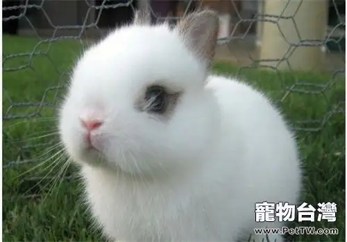 海棠兔的飼養及護理要點