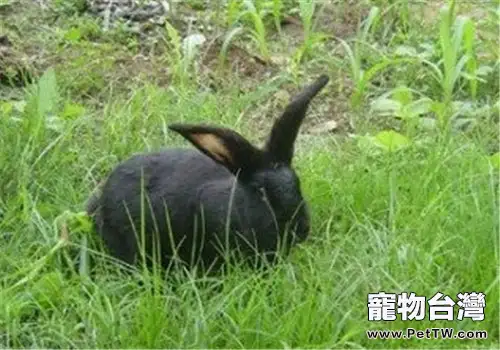 蓮山黑兔的飼養及繁殖方法