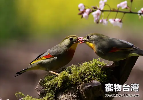 相思鳥的餵食要點