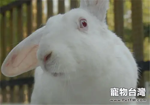 日本大耳兔的飼料配製