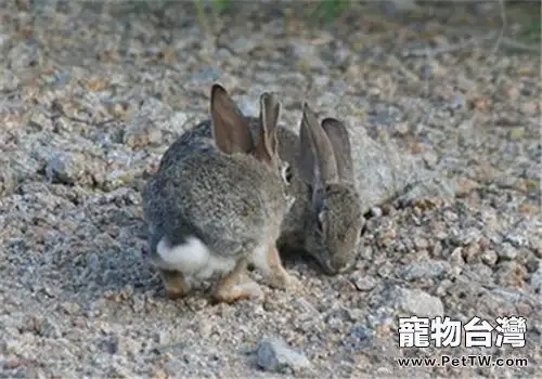 沙漠棉尾兔的食物選擇(1圖)-寵物台灣