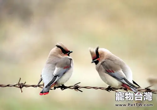 給小太平鳥餵食需要注意的幾件事