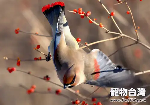 小太平鳥品種簡介