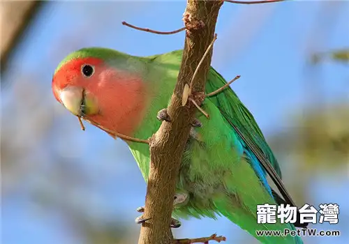 桃面愛情鸚鵡的餵食要點