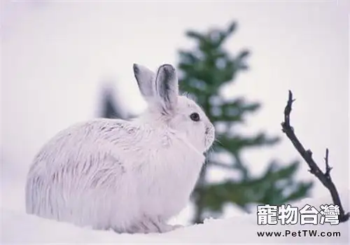 雪兔的品種簡介