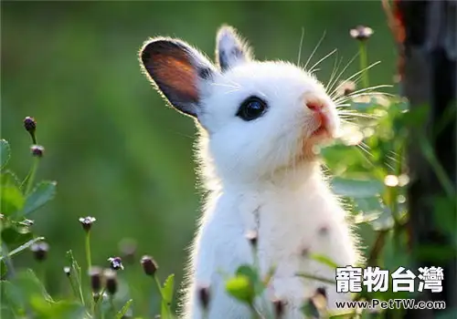 雲南花兔的外貌特徵