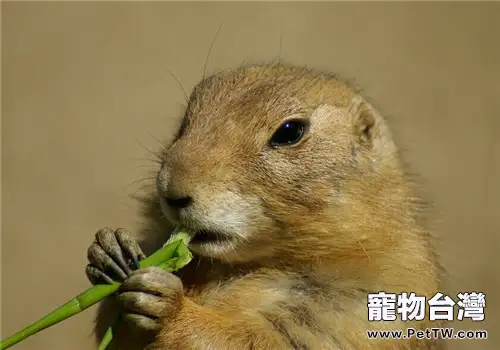 土拔鼠的餵食要點