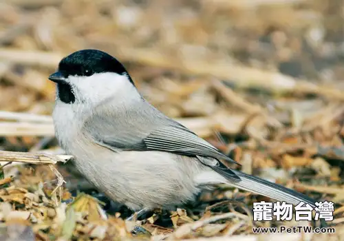 煤山雀的護理要點