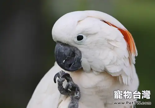 摩鹿加鳳頭鸚鵡的餵食及繁殖要點