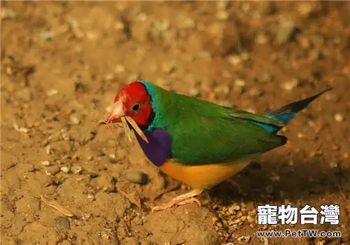 七彩文鳥的品種簡介