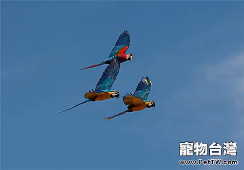 藍黃金剛鸚鵡的餵食要點(1圖)-寵物台灣