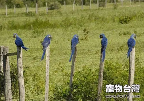 紫藍金剛鸚鵡的形態特徵