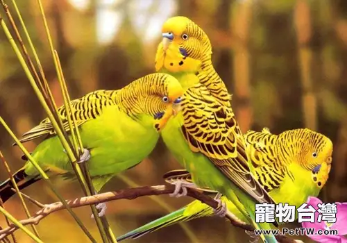 虎皮鸚鵡的餵食要點(1圖)-寵物台灣