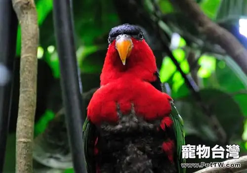 黑頂吸蜜鸚鵡的養護知識