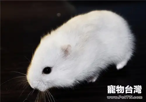 奶茶倉鼠的餵食要點