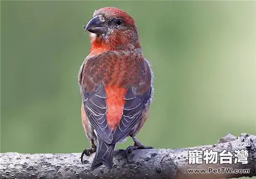 交嘴雀的飼養知識(1圖)-寵物台灣