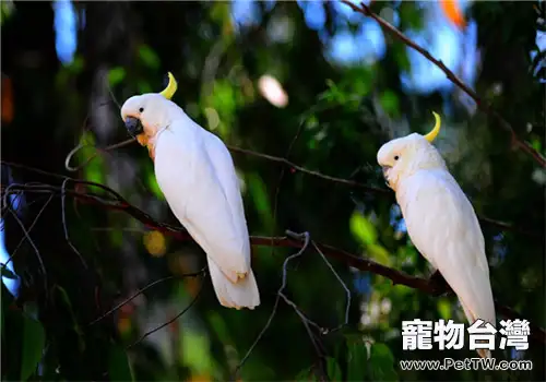 葵花鳳頭鸚鵡的形態特徵