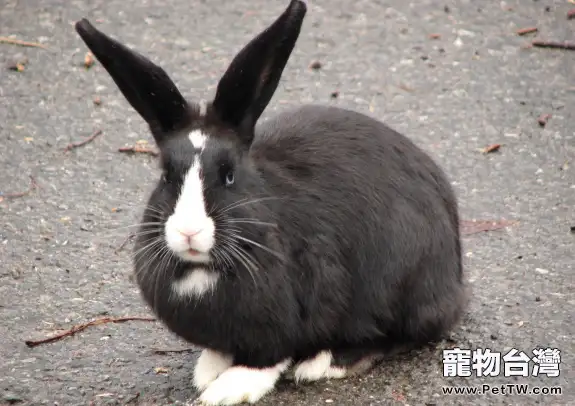 日本大耳兔簡介