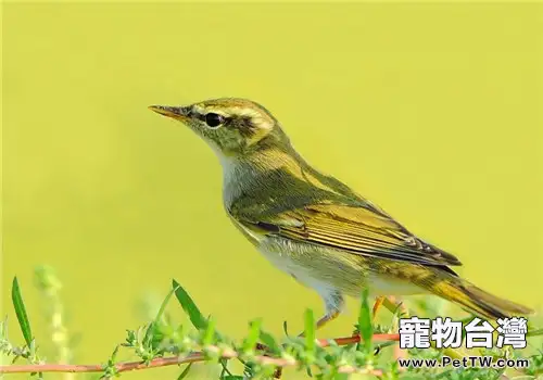 黃眉柳鶯的飼養知識(1圖)-寵物台灣