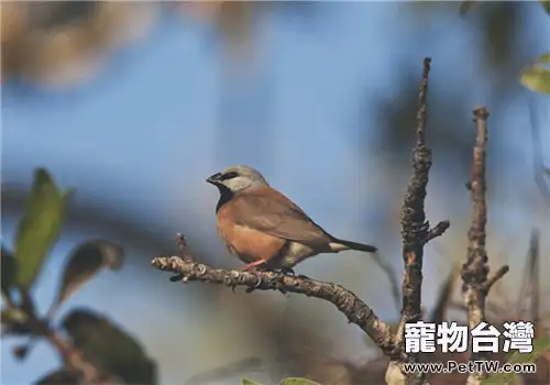 黑喉草雀的形態特徵