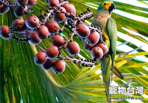 紅腹金剛鸚鵡的飼養知識(1圖)-寵物台灣